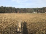 Louka u lesa cca 300 m od zástavby.